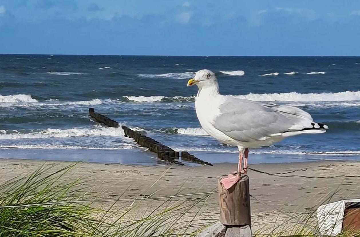 Haus Nadine Apartment Zingst Ngoại thất bức ảnh